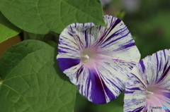街の花