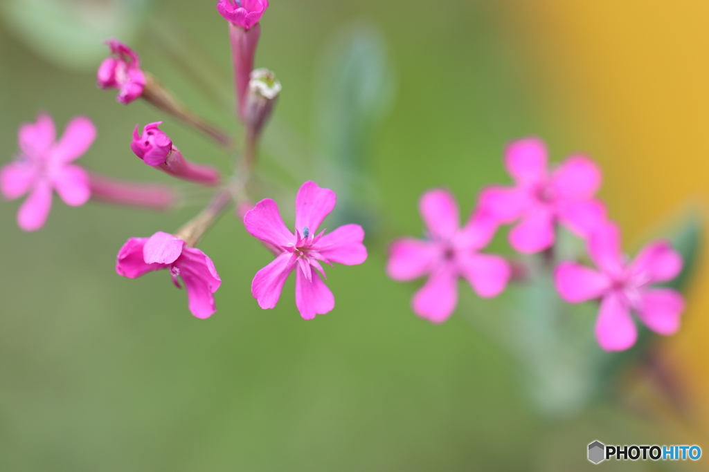 街の花