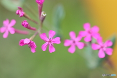 街の花