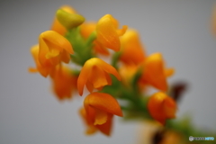 園の花