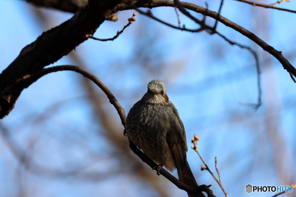 野鳥