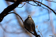 野鳥