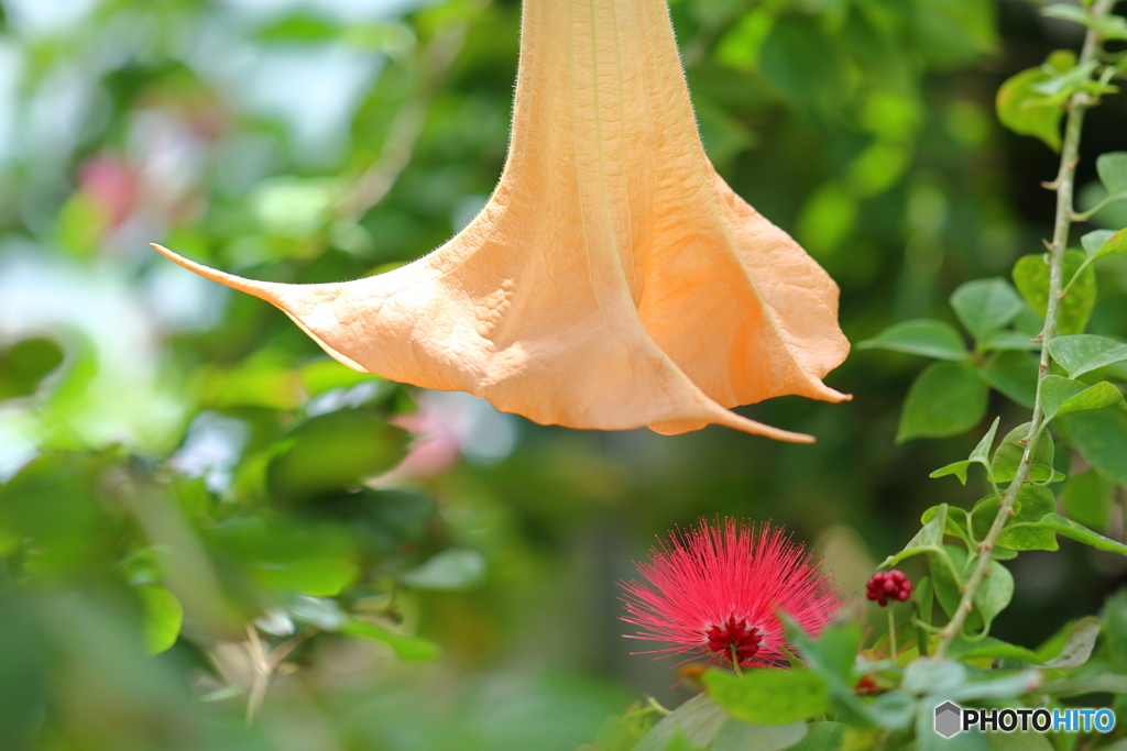 園の花