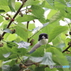 野鳥