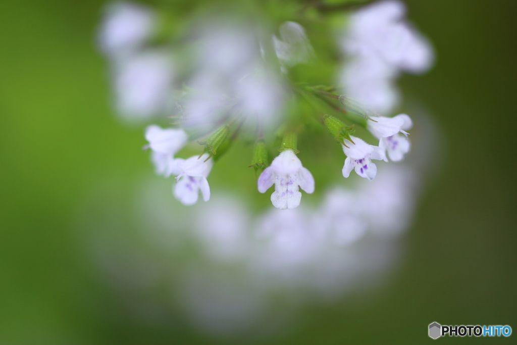 街の花