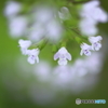 街の花
