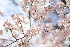 街の花