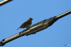 野鳥