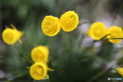 街の花