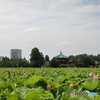 蓮池