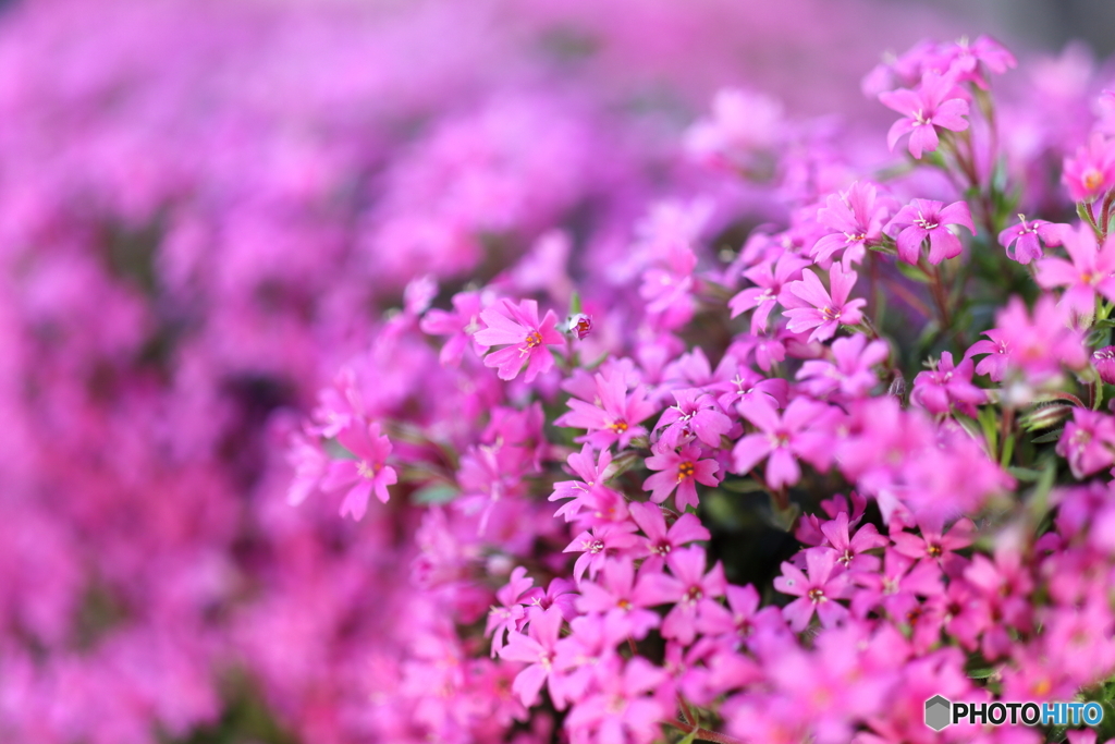 街の花