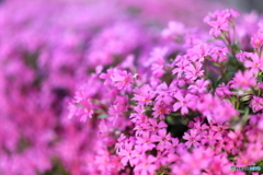 街の花