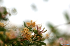 街の花