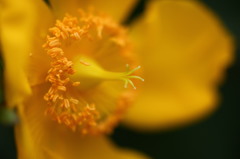 街の花
