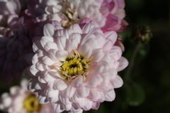 街の花