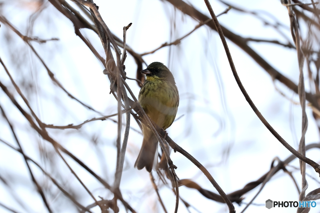 野鳥