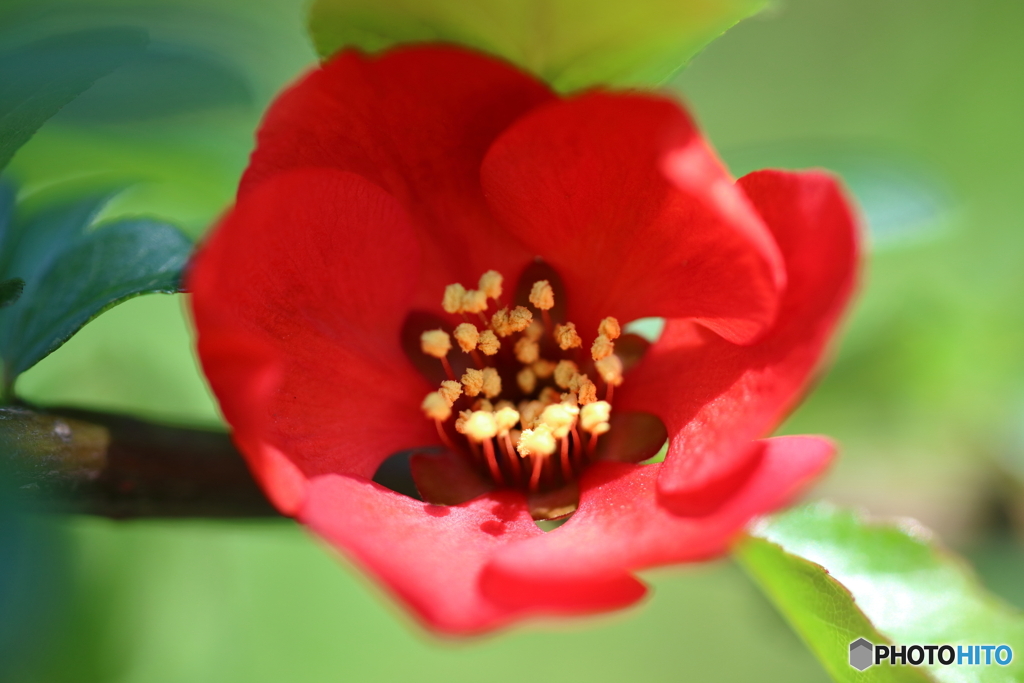 街の花