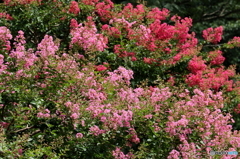 街の花