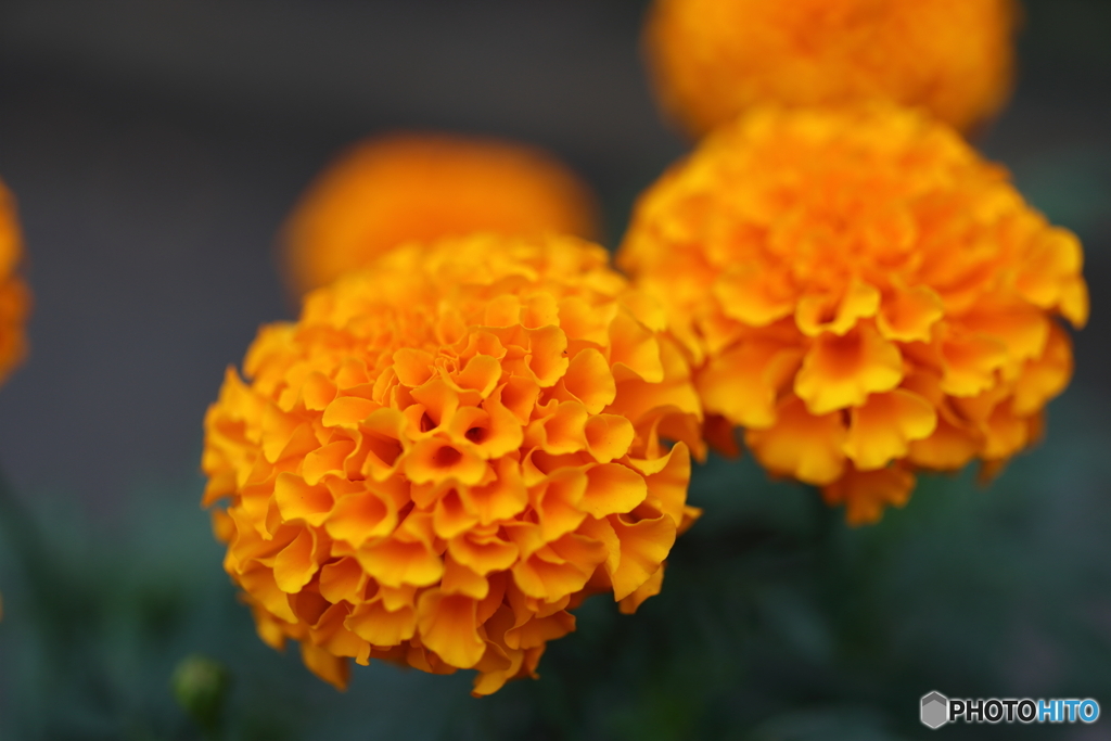 街の花