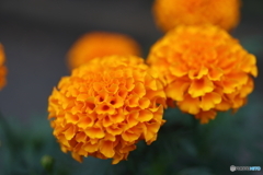 街の花
