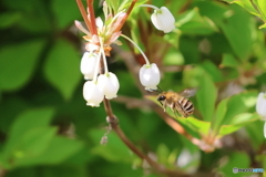 街の花