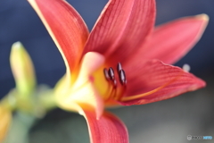 街の花