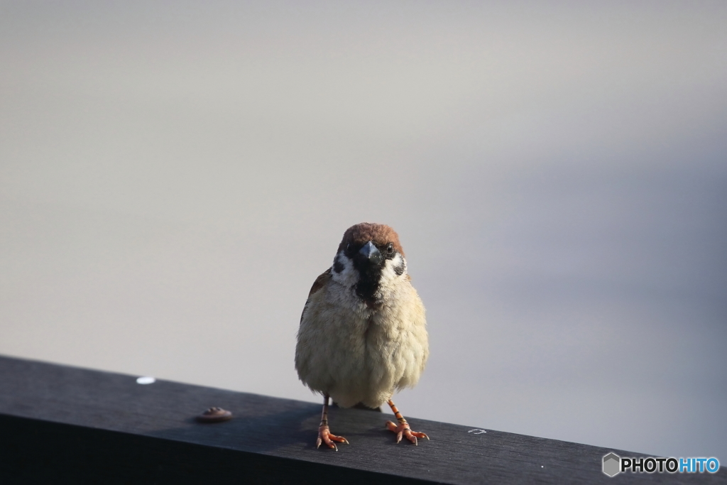 野鳥