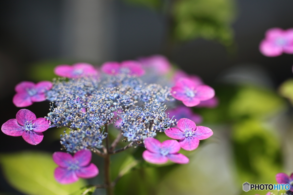 街の花