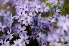 街の花
