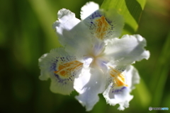 街の花