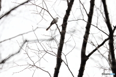 野鳥