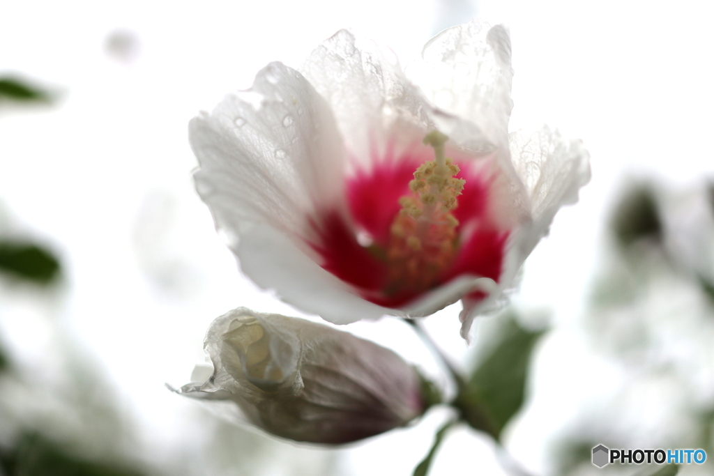 街の花