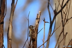 野鳥