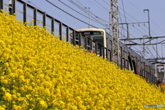 街の花