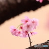 街の花