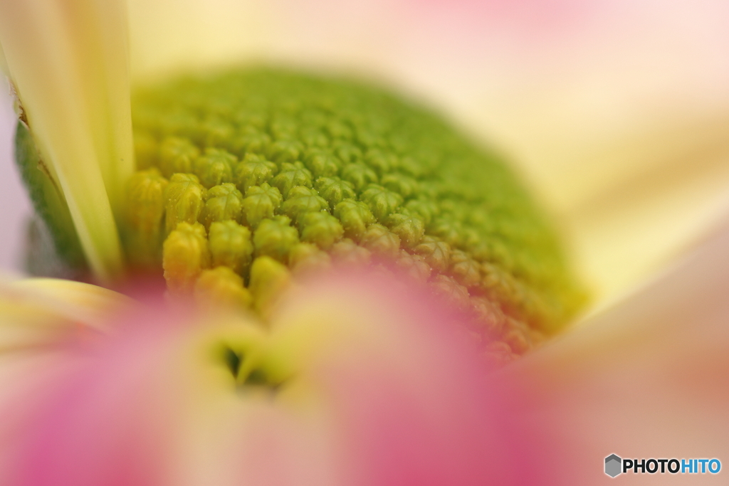 菊の花