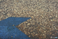 落葉のじゅうたん