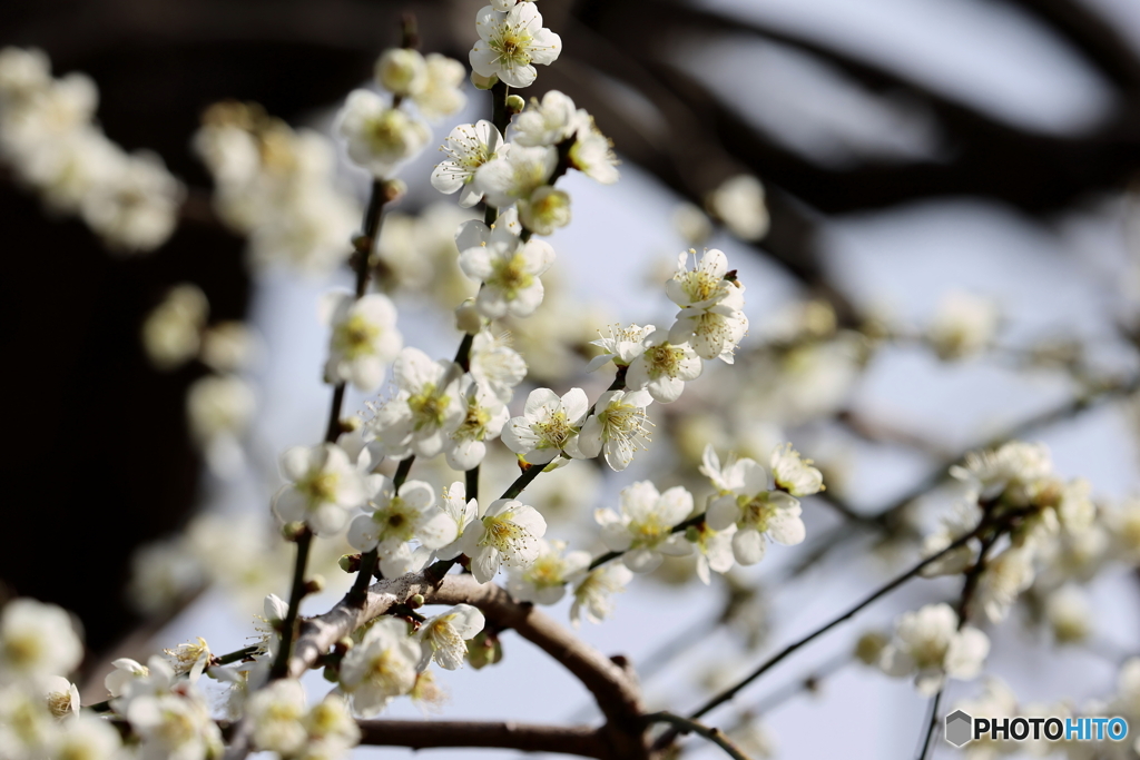 園の花