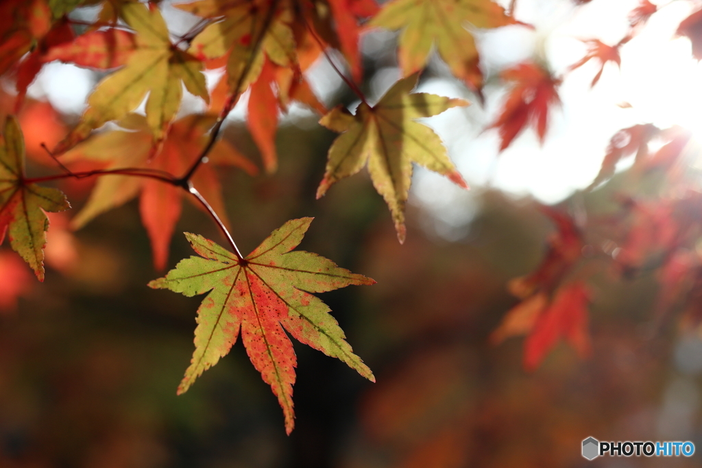 紅葉