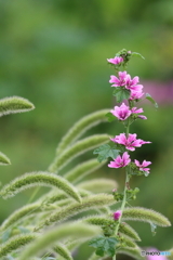 街の花