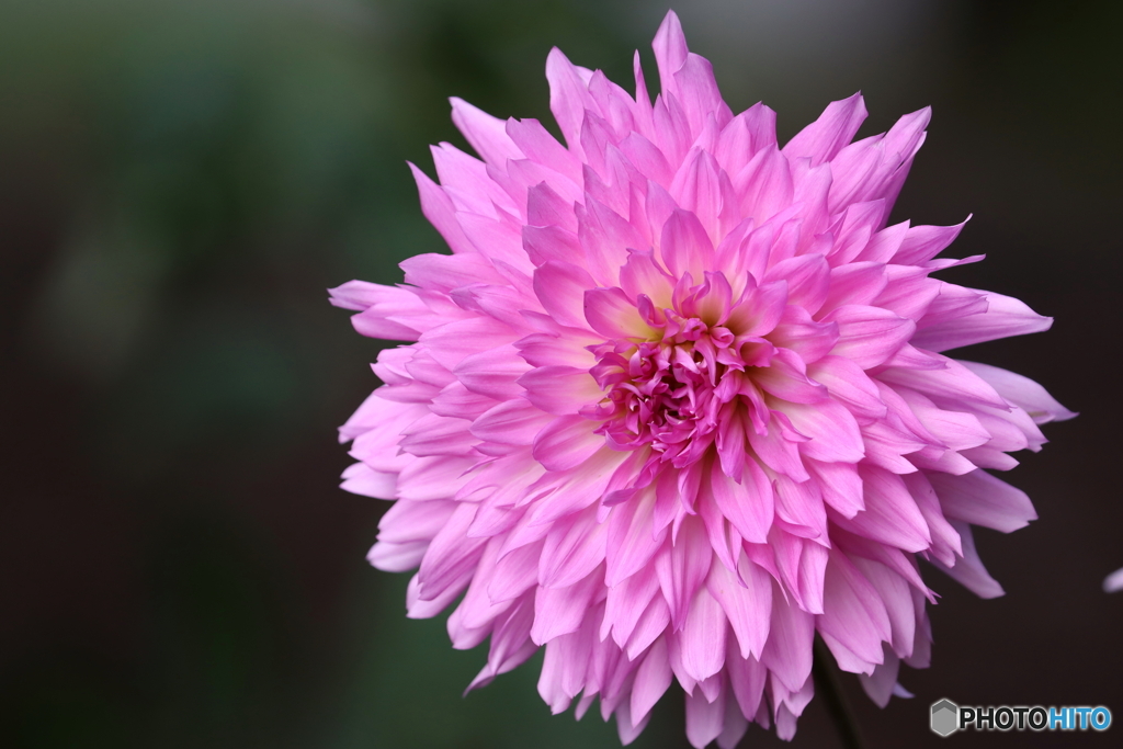 園の花