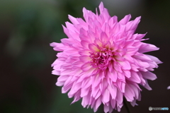 園の花