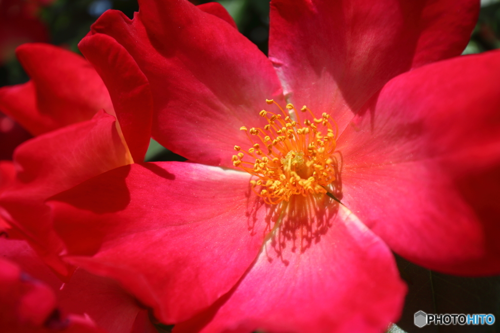 街の花