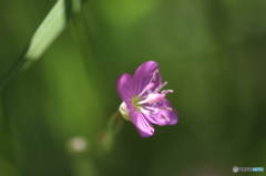 街の花
