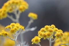 街の花