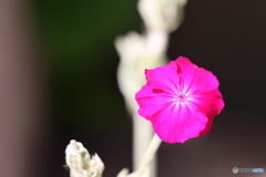 街の花