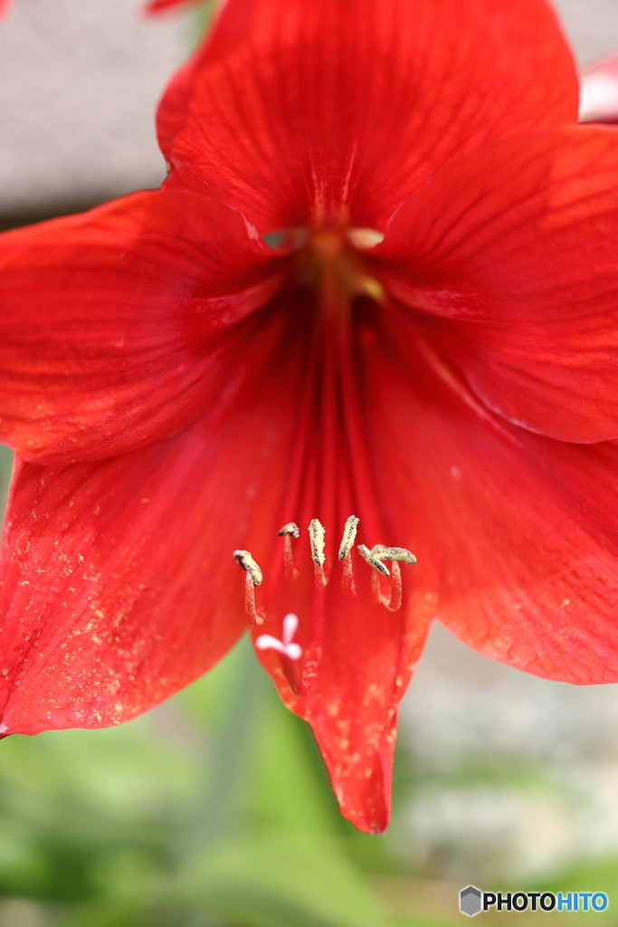 街の花