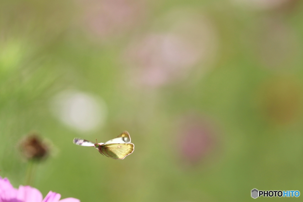 昆虫シリーズ