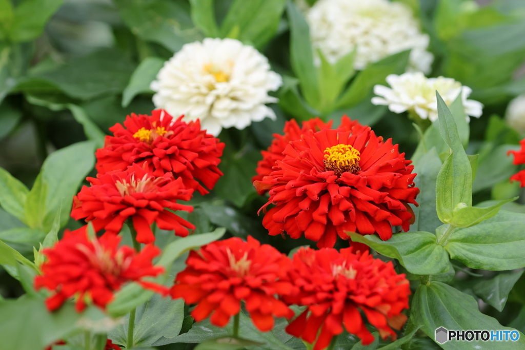 街の花