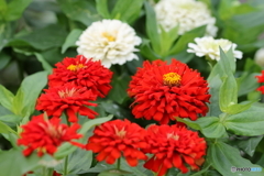 街の花